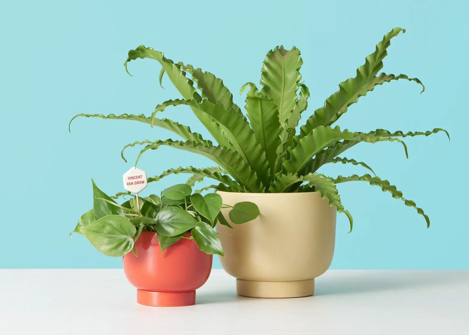 The Sill partners with the Met for a new art-inspired plant collection