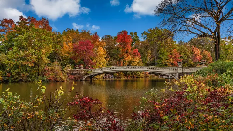 New York is looking for ‘leaf peepers’ to keep track of fall foliage