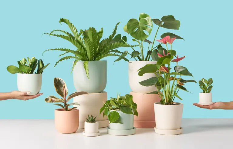 The Sill’s Valentine’s Day Collection is perfect for the special plant-parent in your life