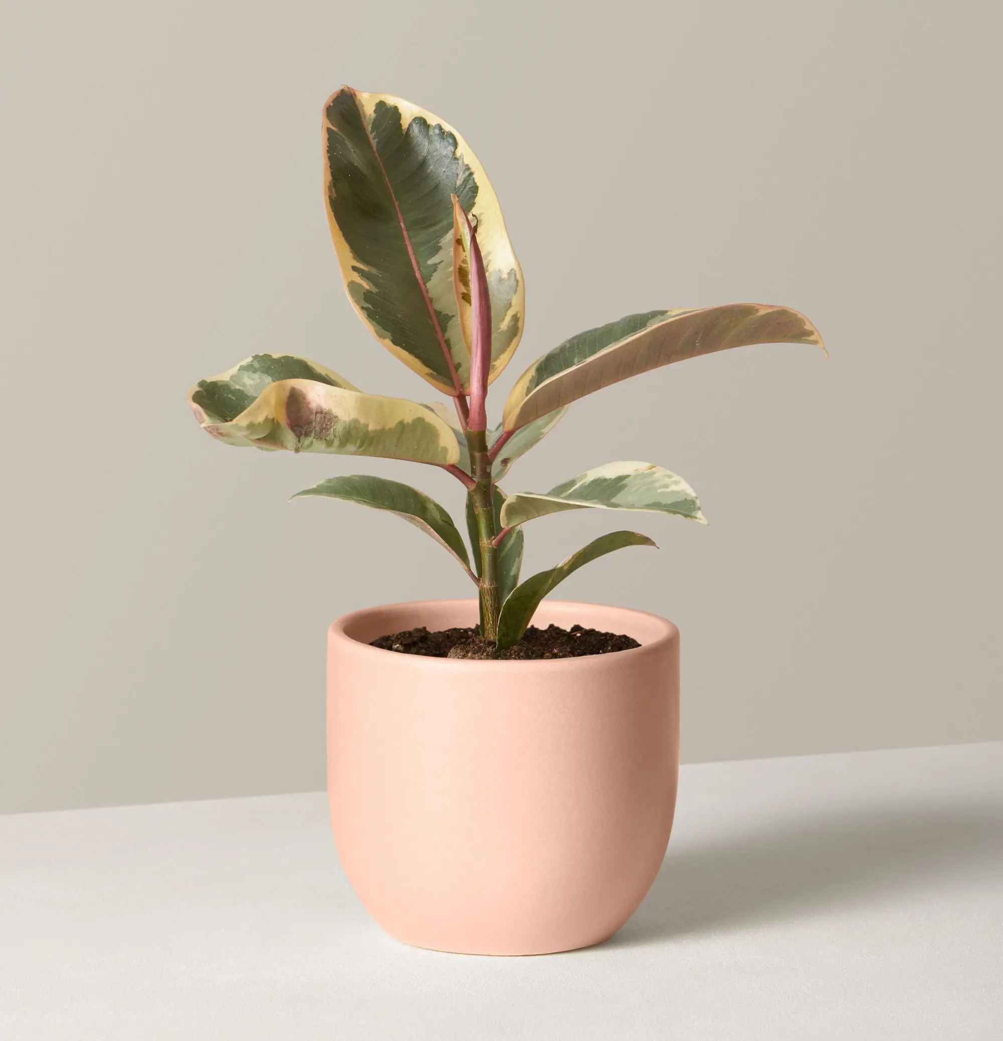 The Sill's Valentine's Day Collection is perfect for the special plant ...