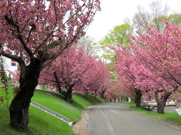 A cherry blossom festival with Japanese treats and sake is coming to Green-Wood Cemetery