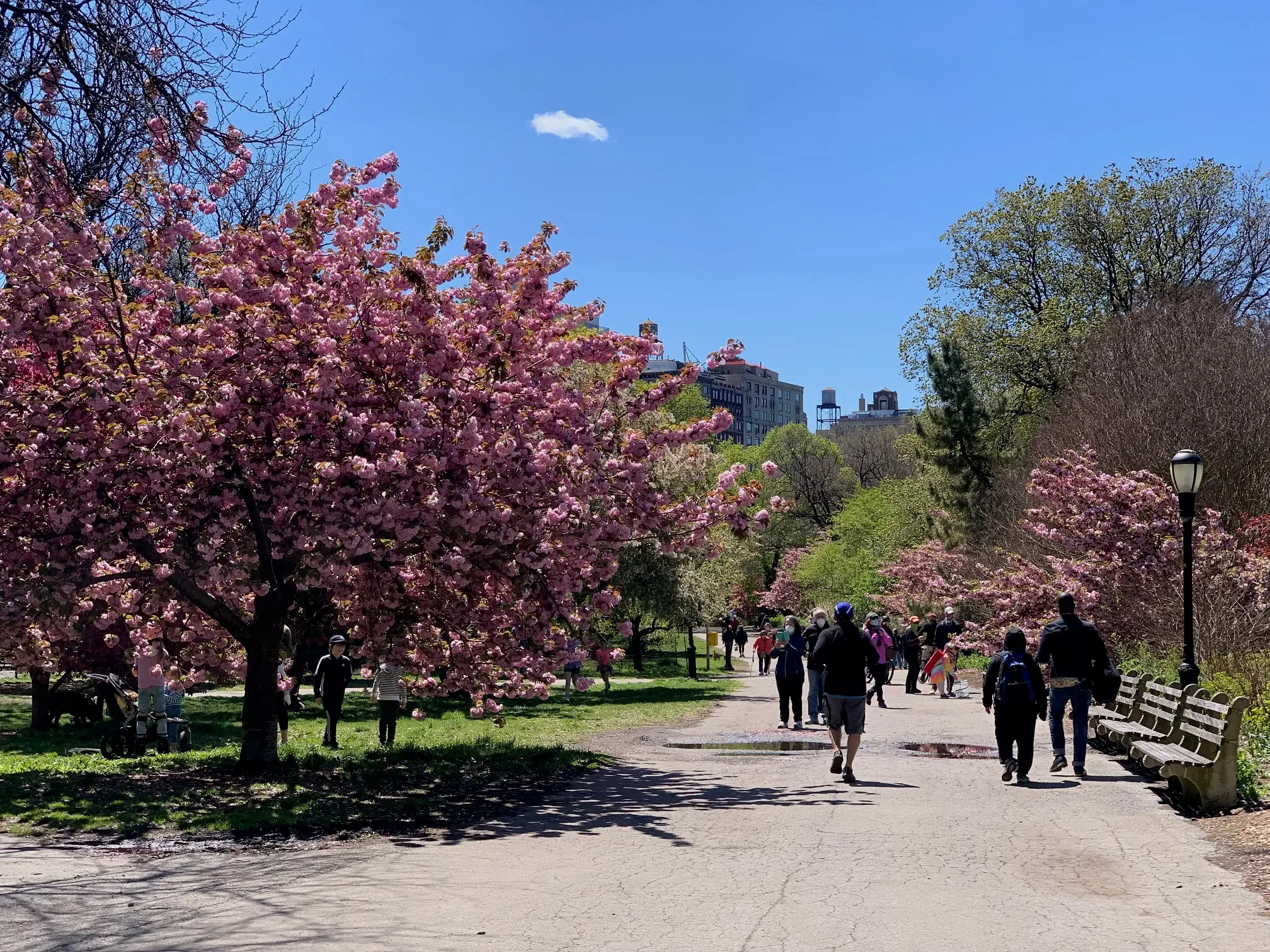 Best Parks to See Cherry Blossoms in New York City : NYC Parks