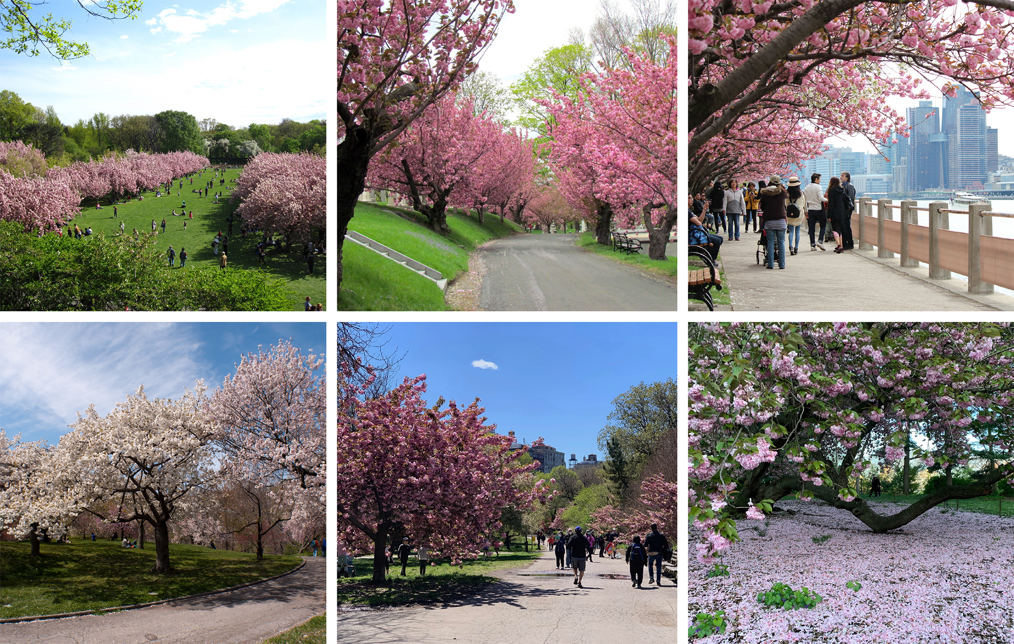 Tracking Central Park Cherry Blossoms in…