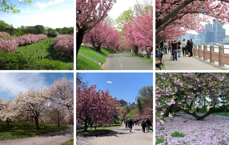 12 best spots to see cherry blossoms in New York City