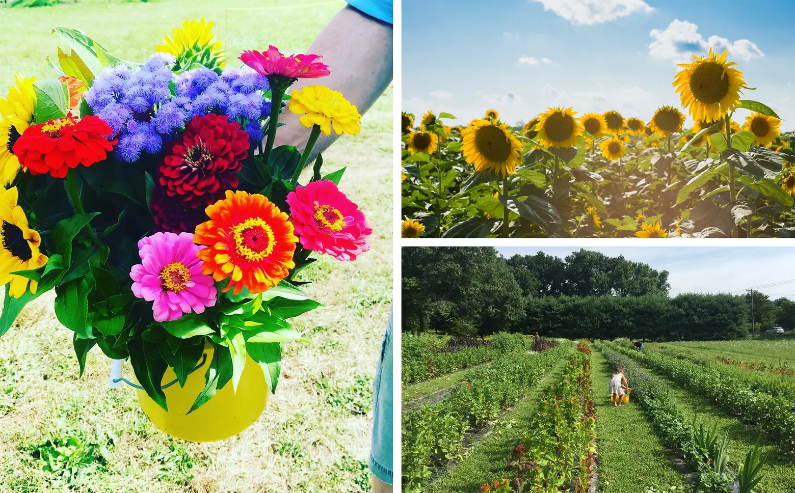 8 pick-your-own flower farms near New York City