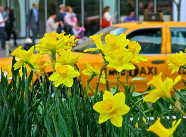 1 million daffodils will be planted around NYC to honor victims of 9/11