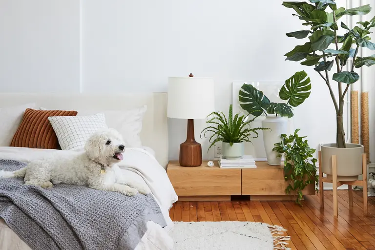 10 houseplants that are safe for pets