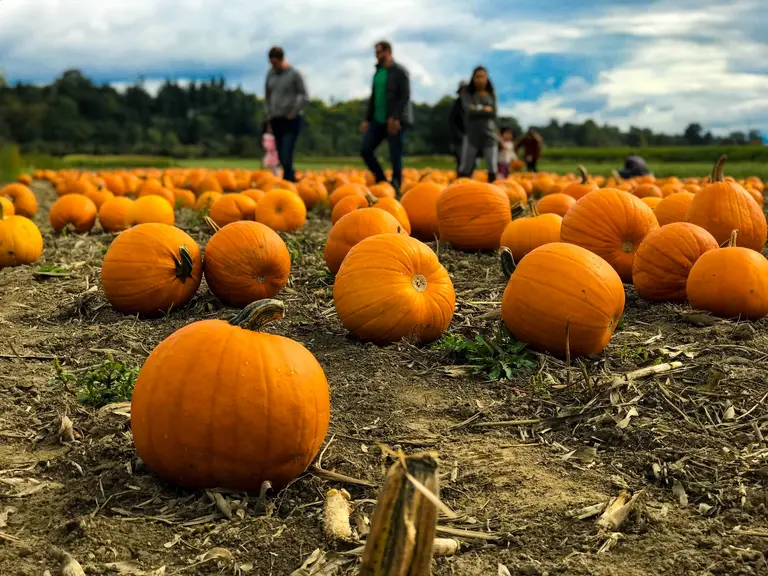 10 best apple & pumpkin picking spots near NYC