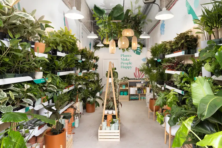 Plant pro The Sill opens new shop in the heart of Williamsburg