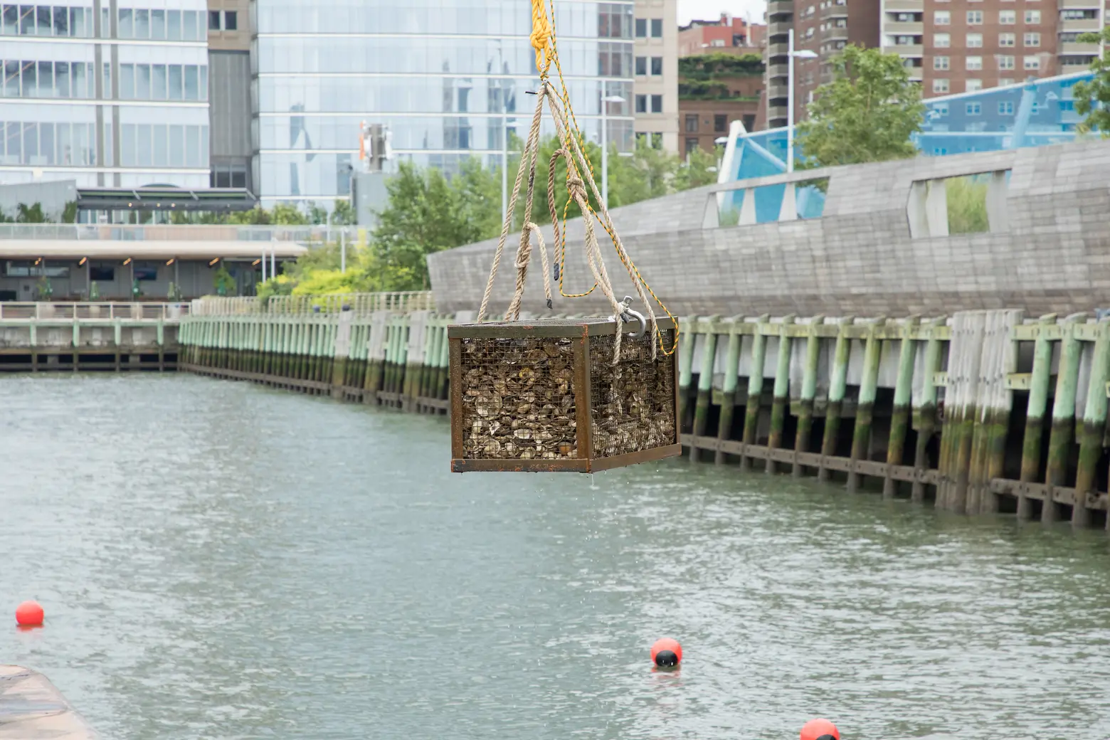 Habitat enhancement project adds 11 million oysters to New York Harbor
