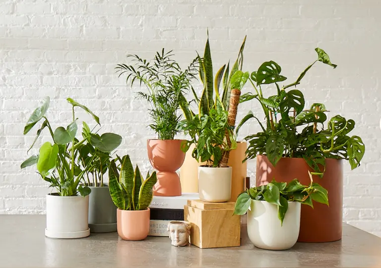 The Sill’s 10th birthday sale includes up to 30% off best-selling houseplants