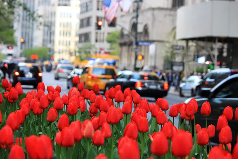 You can pick your own tulips on Park Avenue