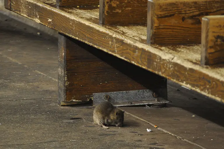 City designates these NYC neighborhoods as ‘rat mitigation zones’