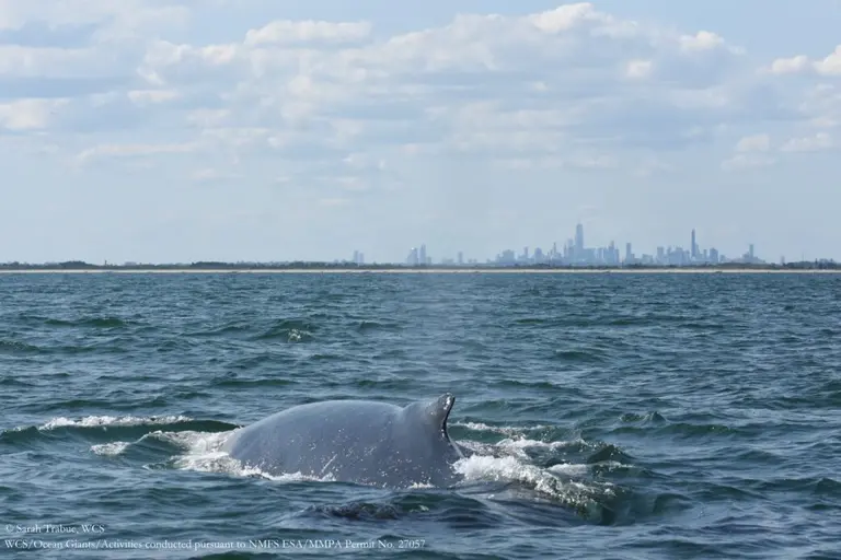 See breathtaking photos of humpback whales in front of the NYC skyline