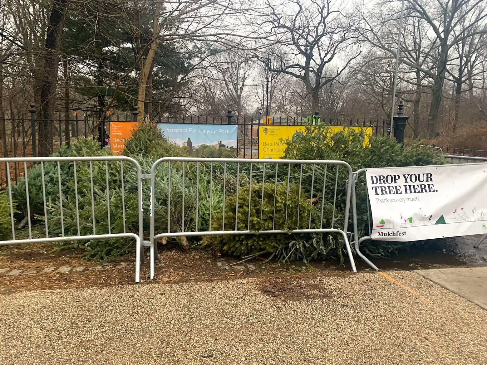 Say ‘fir-well’ to your Christmas tree: Mulchfest is back