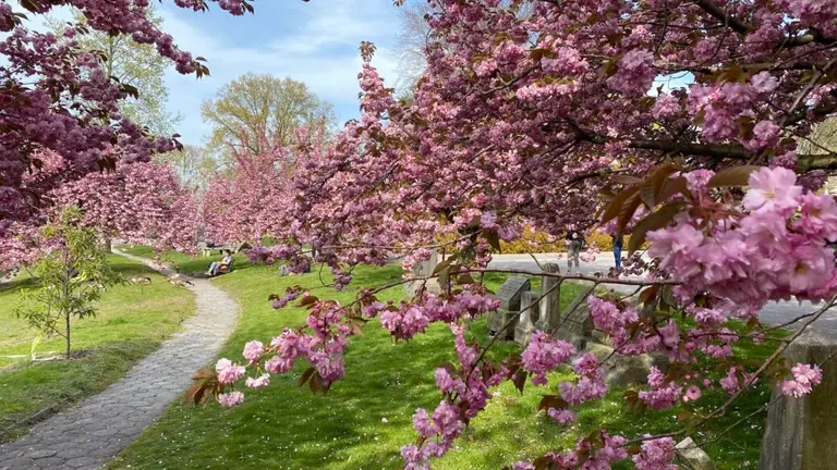 Take a cherry blossom tour in NYC