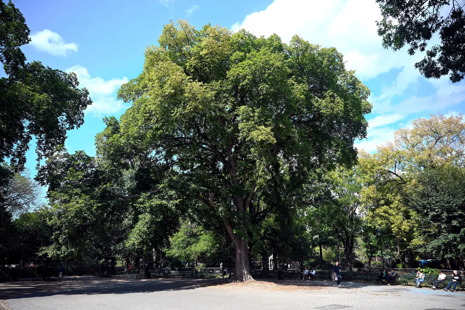 The ‘great trees’ of NYC: Parks updates list for the first time in 40 years