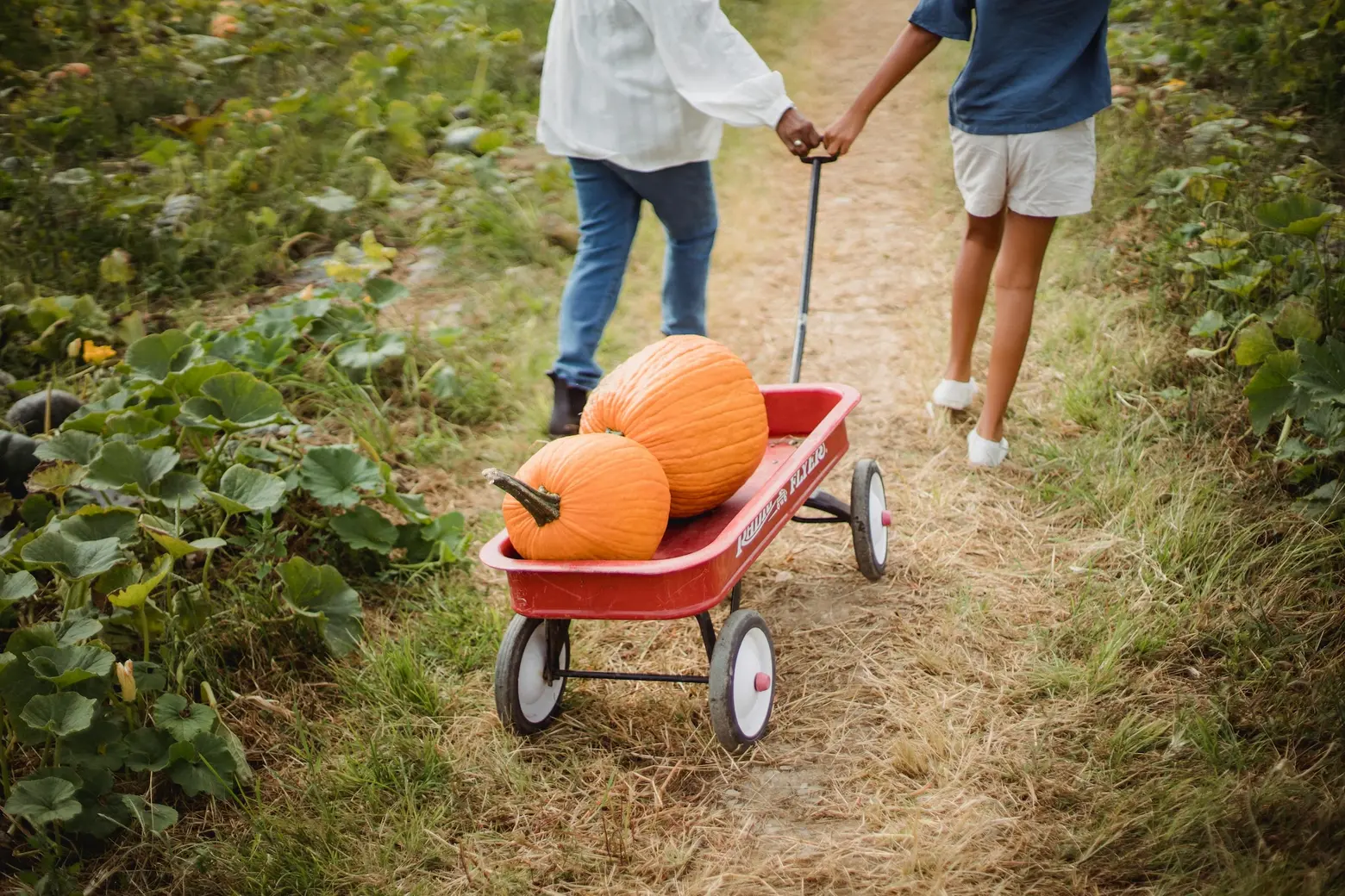 10 spots in the Hamptons to pick your own pumpkins, apples, vegetables, and fall flowers