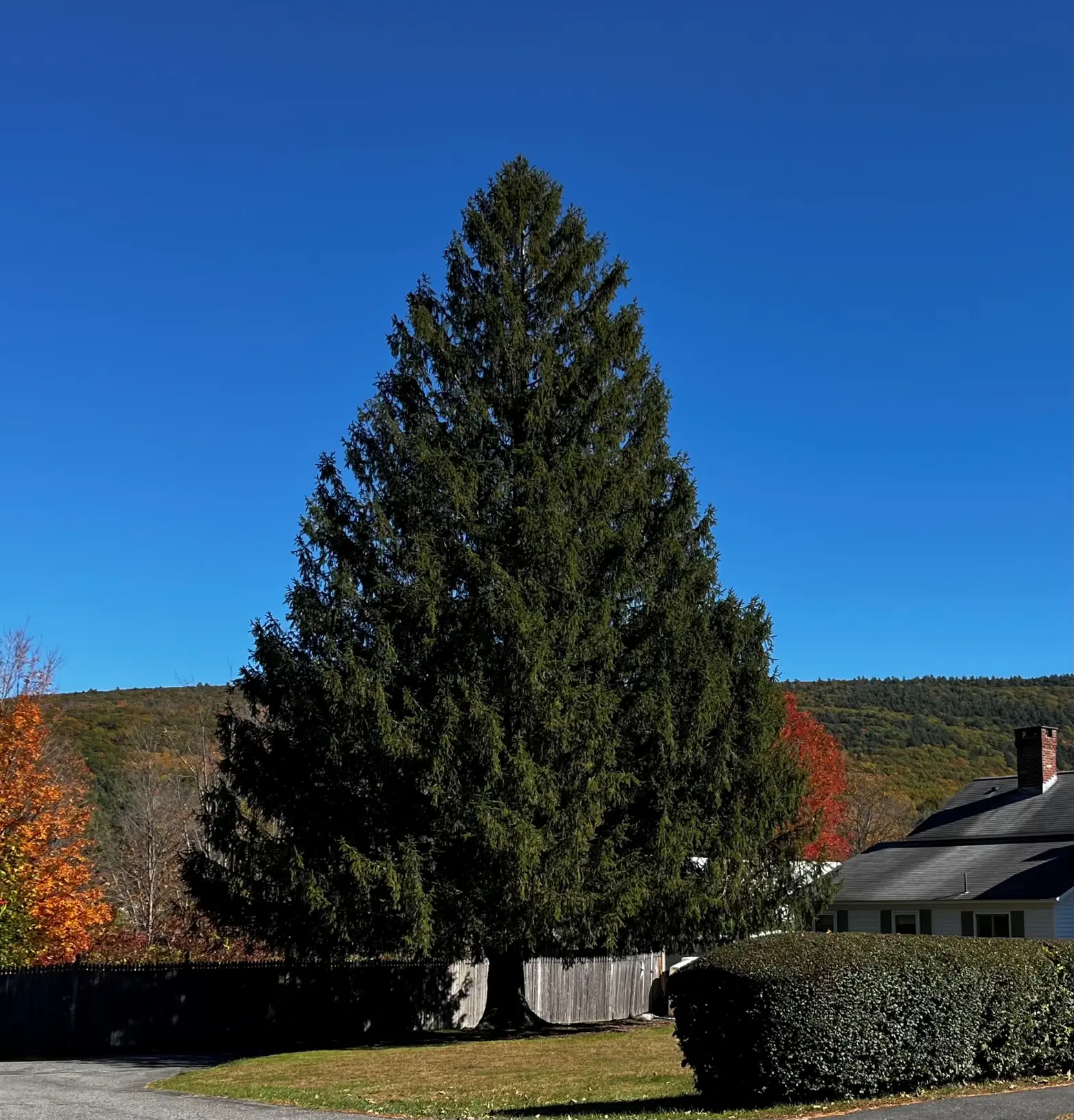 This year’s Rockefeller Center Christmas Tree comes from Massachusetts