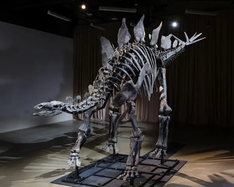 Largest and most expensive Stegosaurus fossil now on view at AMNH