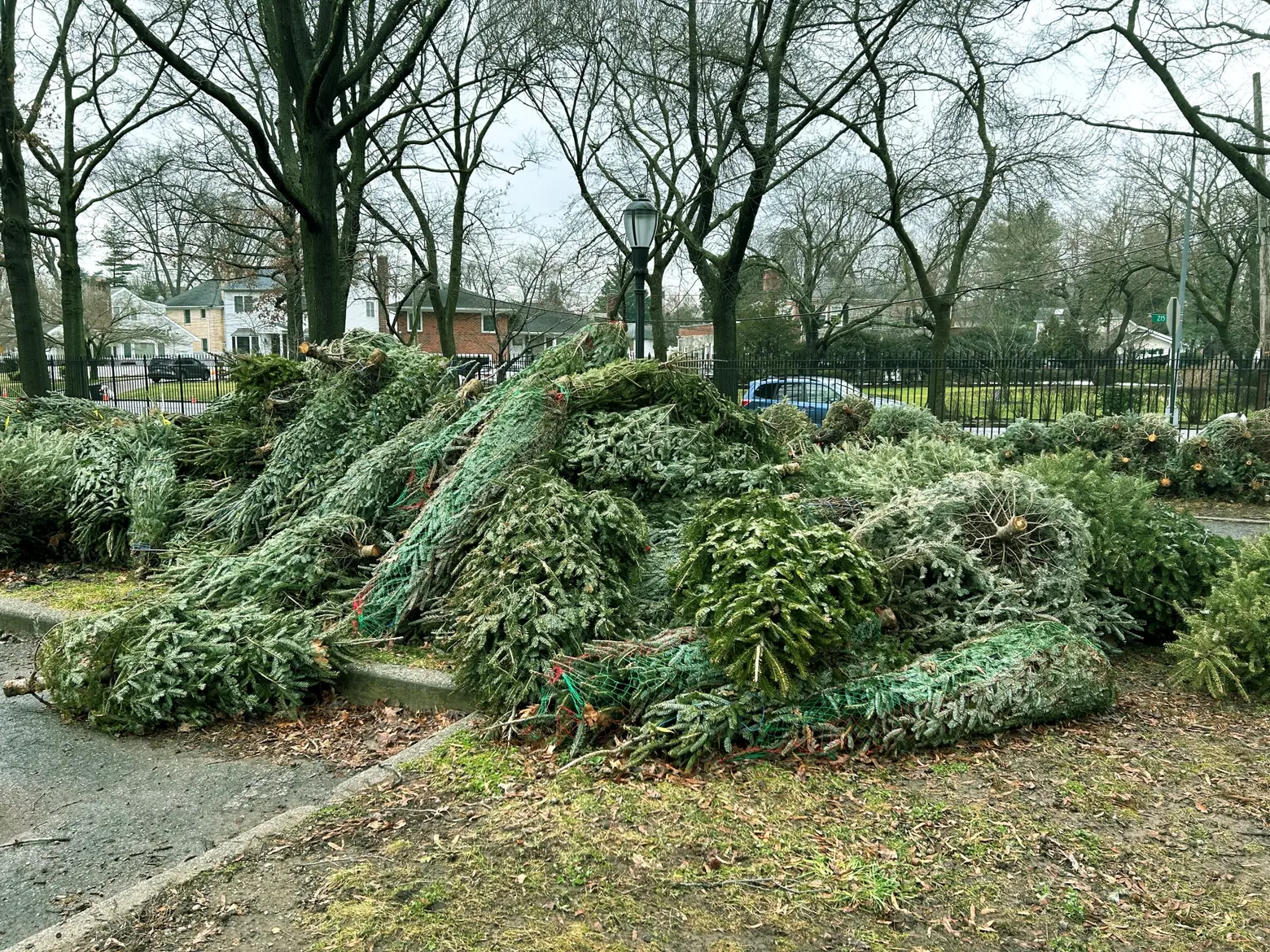 Mulchfest is here: How to recycle your Christmas tree in NYC