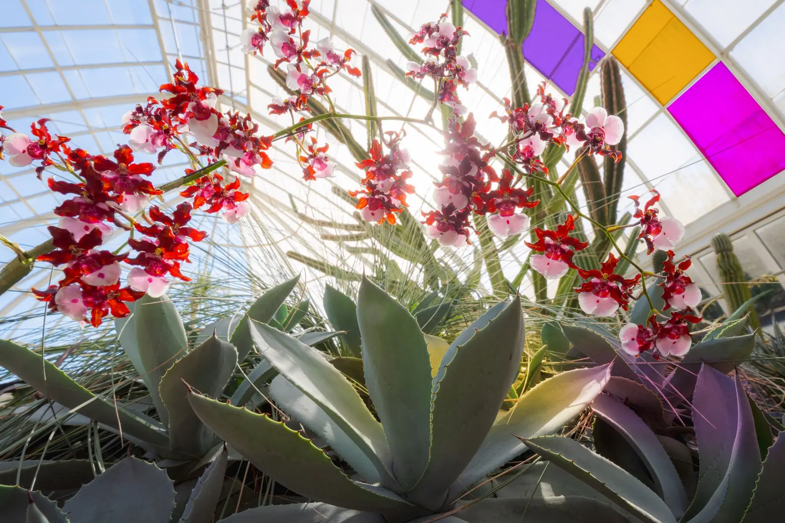 This year’s NYBG Orchid Show brings the vibrancy of Mexican modernism to the Bronx