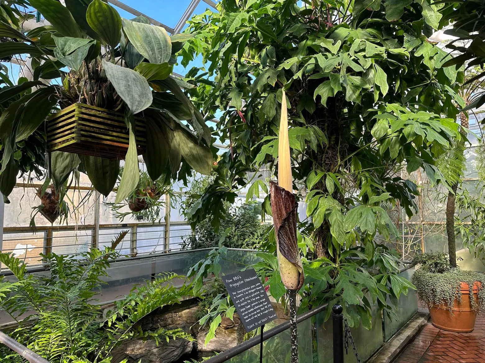 A corpse flower is about to bloom at the Brooklyn Botanic Garden